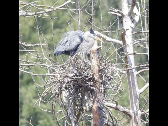 Great blue herons in Southborough, photographed by Steve Forman.