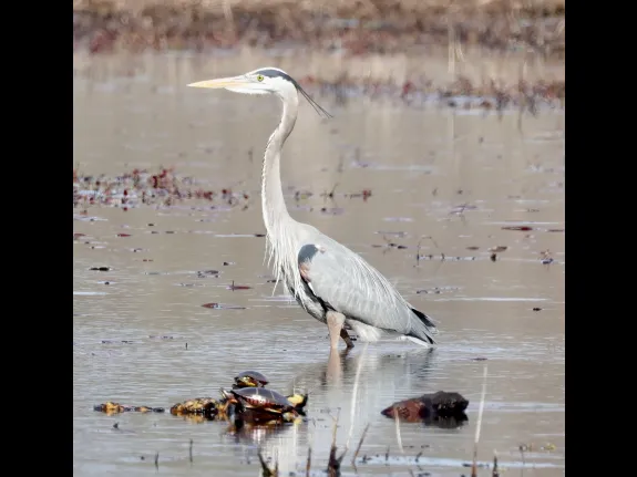 A great blue heron and painted turtles at Bartlett Pond in Northborough, photographed by Steve Forman.
