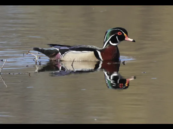 A wood duck at Bruce's Pond in Hudson, photographed by Steve Forman.