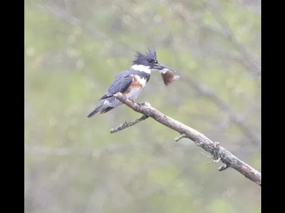 A belted kingfisher at Bruce's Pond in Hudson, photographed by Steve Forman. A belted kingfisher at Bruce's Pond in Hudson, photographed by Steve Forman.