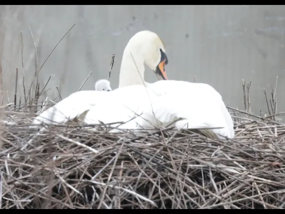 Mute swans on their nest at Bruce's Pond in Hudson, photographed by Steve Forman.