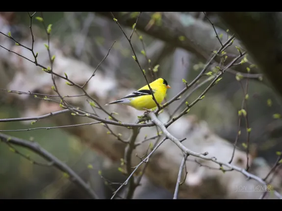 An American goldfinch in Harvard, photographed by Jon Turner.