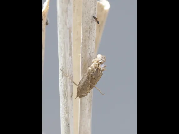The shed exoskeleton of a dragonfly at Grist Mill Pond in Sudbury, photographed by Steve Forman. The shed exoskeleton of a dragonfly at Grist Mill Pond in Sudbury, photographed by Steve Forman.