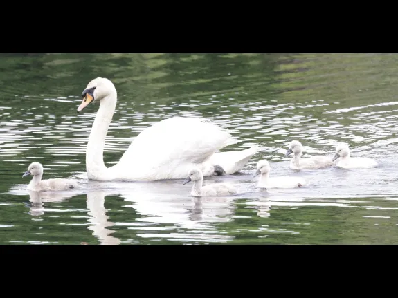 A family of mute swans at Bruce's Pond in Hudson, photographed by Steve Forman. A family of mute swans at Bruce's Pond in Hudson, photographed by Steve Forman.