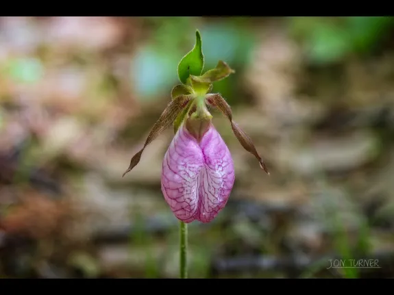 A pink lady's slipper at Horse Meadows Knoll in Harvard, photographed by Jon Turner.