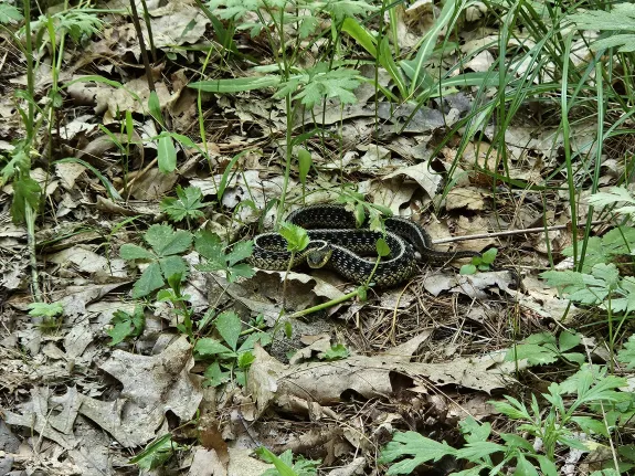 A common garter snake at Assabet River National Wildlife Refuge in Maynard, photographed by William Watt.