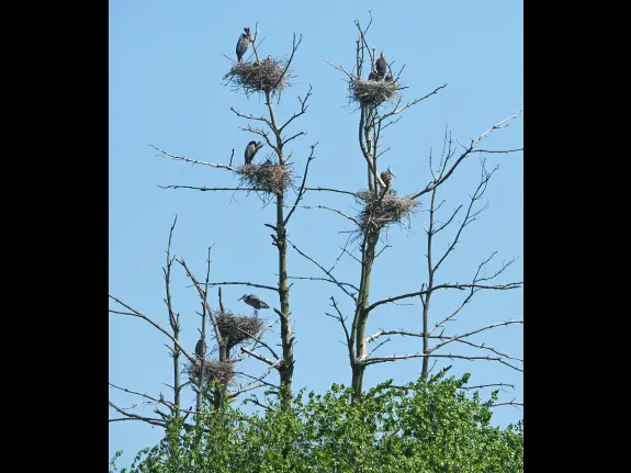 Great blue heron nests in Sudbury, photographed by Joan Chasan.