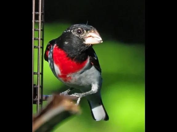 A rose-breasted grosbeak in Framingham, photographed by Joan Chasan.