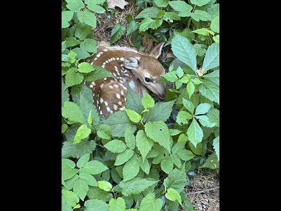 A white-tailed deer fawn in Concord, photographed by Sara Brydges.