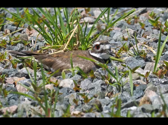 A killdeer in Concord, photographed by Joan Chasan.
