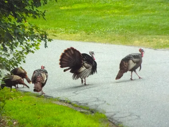 Turkeys in Harvard, photographed by Robin Right.
