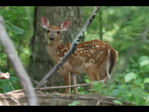 A white-tailed deer fawn in Sudbury, photographed by Stephen Capistron.