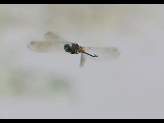 A blue dasher at Grist Mill Pond in Sudbury, photographed by Steve Forman. A blue dasher at Grist Mill Pond in Sudbury, photographed by Steve Forman.