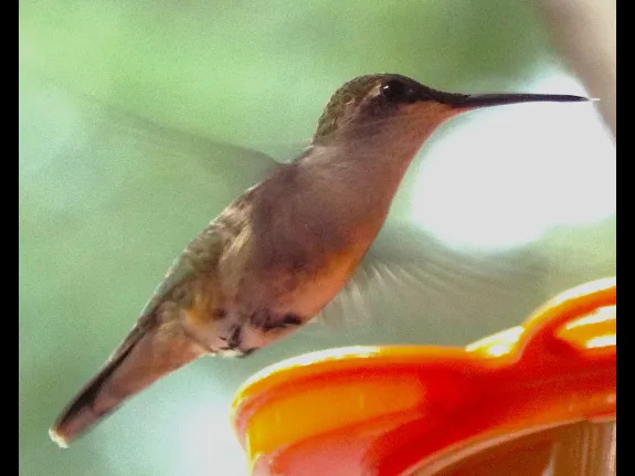 A ruby-throated hummingbird in Harvard, photographed by Robin Right.