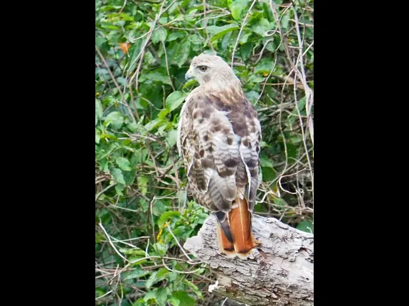A red-tailed hawk at Mass Audubon's Broadmoor Wildlife Sanctuary in Natick, photographed by Joan Chasan.