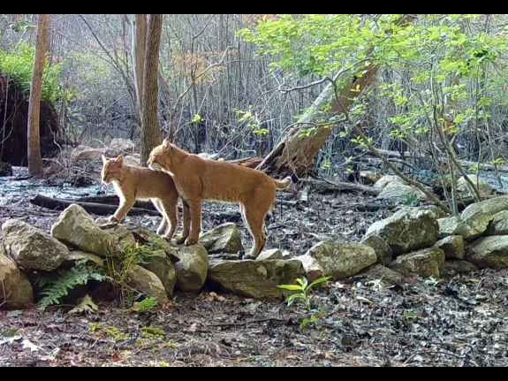 A bobcat and her kitten in Framingham, photographed with an automatically triggered wildlife camera by Margaret McKane.
