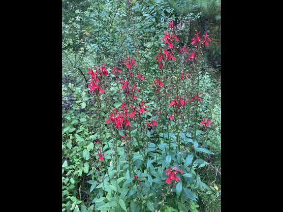 Cardinal flowers at SVT's Wolbach Farm in Sudbury, photographed by Laura Mattei.