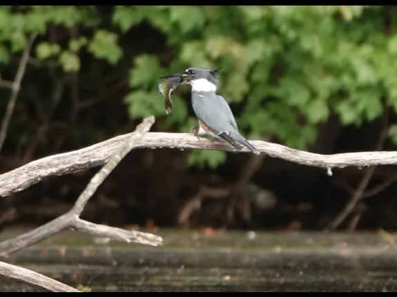 A belted kingfisher with a fish at Farrar Pond in Lincoln, photographed by Ron McAdow. A belted kingfisher with a fish at Farrar Pond in Lincoln, photographed by Ron McAdow.