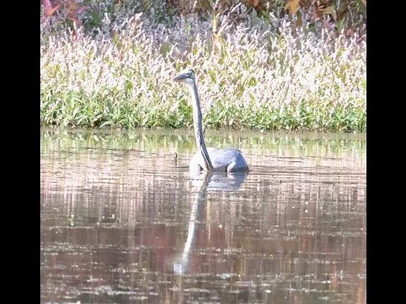 A great blue heron at Bruce's Pond in Hudson, photographed by Steve Forman. A great blue heron at Bruce's Pond in Hudson, photographed by Steve Forman.