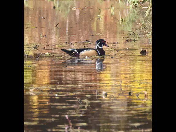 A wood duck at Bruce's Pond in Hudson, photographed by Steve Forman. A wood duck at Bruce's Pond in Hudson, photographed by Steve Forman.