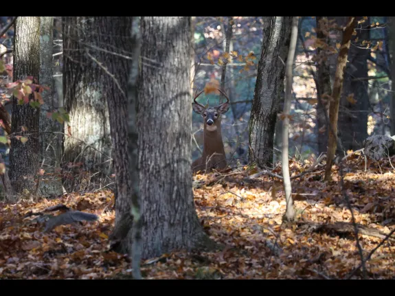 A white-tailed deer in Sudbury, photographed by Stephen Capistron.