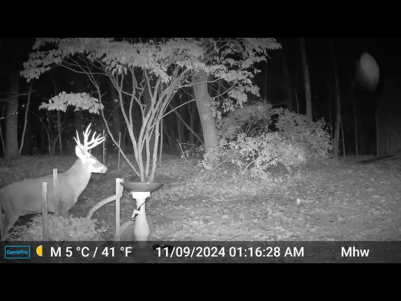 A white-tailed deer in Frmaingham, photographed with an automatically triggered wildlife camera by Michael Welles.