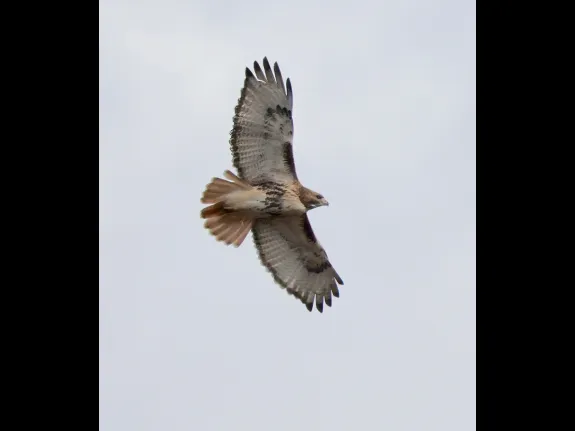 A red-tailed hawk at Breakneck Hill Conservation Land in Southborough, photographed by Steve Forman.