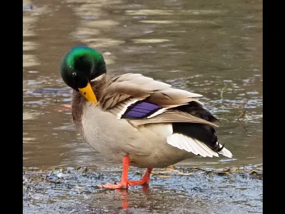 A mallard at Bruce's Pond in Hudson, photographed by Joan Chasan. A mallard at Bruce's Pond in Hudson, photographed by Joan Chasan.