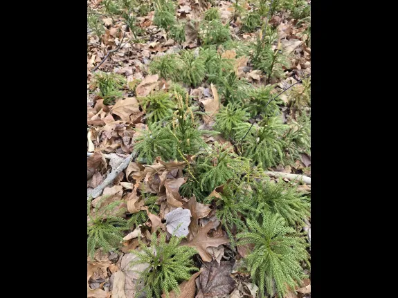 Princess pines at Hop Brook Natural Area in Framingham, photographed by Ruth Ladd.