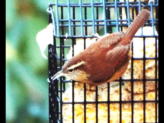 A Carolina wren in Harvard, photographed by Robin Right.