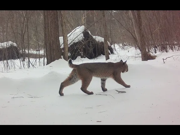 A bobcat in Framingham, photographed with an automatically triggered wildlife camera by Margaret McKane.