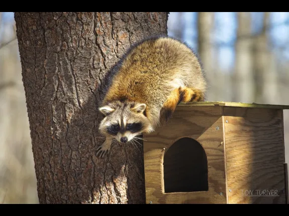 A raccoon investigates a barred owl nestbox in Harvard, photographed by Jon Turner.