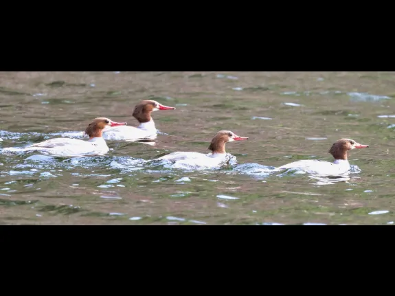Common mergansers at Grist Mill Pond in Sudbury, photographed by Steve Forman. Common mergansers at Grist Mill Pond in Sudbury, photographed by Steve Forman.