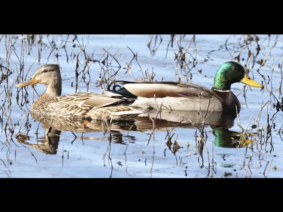 A pair of mallards at Bruce's Pond in Hudson, photographed by Steve Forman. A pair of mallards at Bruce's Pond in Hudson, photographed by Steve Forman.