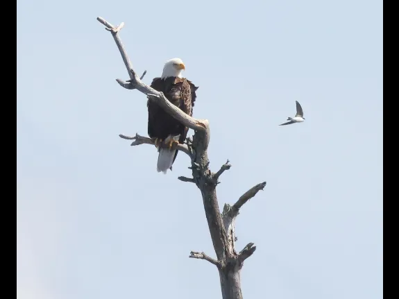 A bald eagle and a tree swallow at the Sudbury Reservoir in Southborough, photographed by Steve Forman. A bald eagle and a tree swallow at the Sudbury Reservoir in Southborough, photographed by Steve Forman.