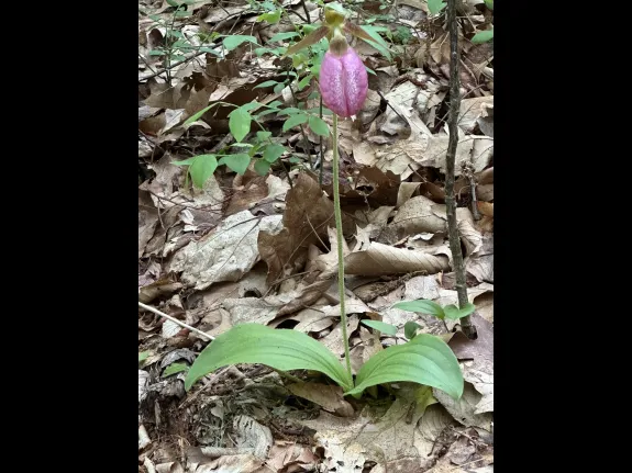 A pink lady's slipper at Reeve's Hill in Wayland, photographed by Shelley Trucksis.