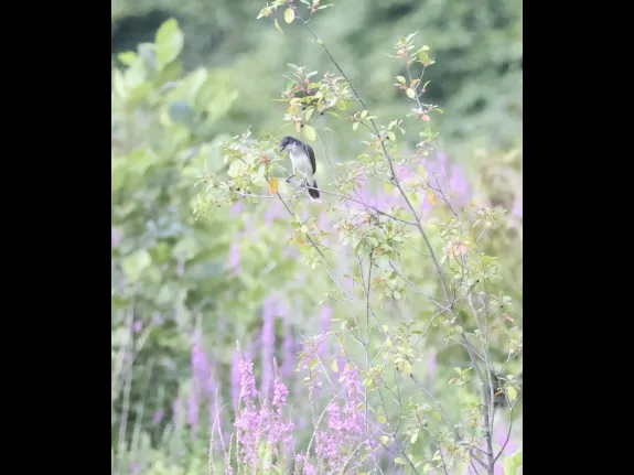 An eastern kingbird at Bruce's Pond in Hudson, photographed by Steve Forman.