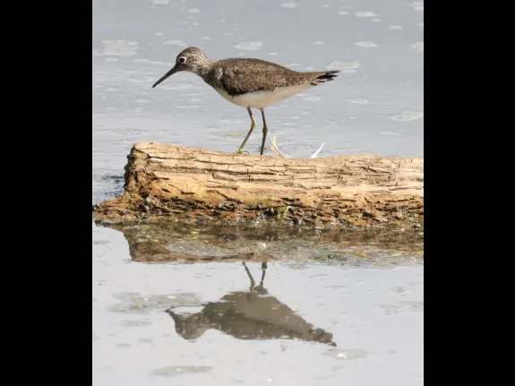 A solitary sandpiper at Hager Pond in Marlborough, photographed by Steve Forman.