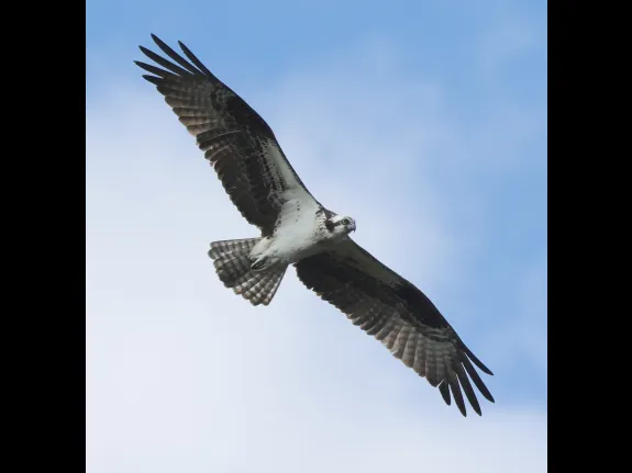 An osprey at Bartlett Pond in Northborough, photographed by Steve Forman.