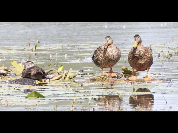 A wood duck (left) and mallards on Bartlett Pond in Northborough, photographed by Steve Forman.