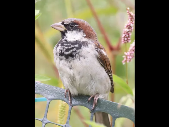 A house sparrow at Breakneck Hill Conservation Land in Southborough, photographed by Steve Forman.