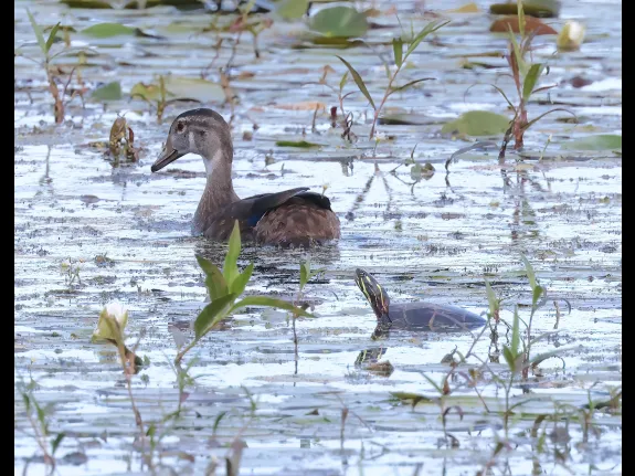 A wood duck and a painted turtle at Bartlett Pond in Northborough, photographed by Steve Forman. A wood duck and a painted turtle at Bartlett Pond in Northborough, photographed by Steve Forman.