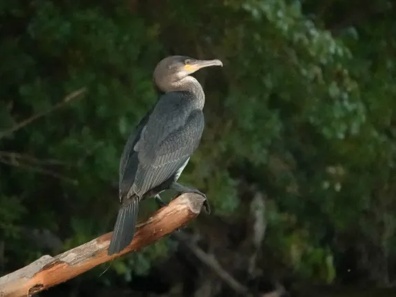 A double-crested cormorant at Farrar Pond in Lincoln, photographed by Ron McAdow.