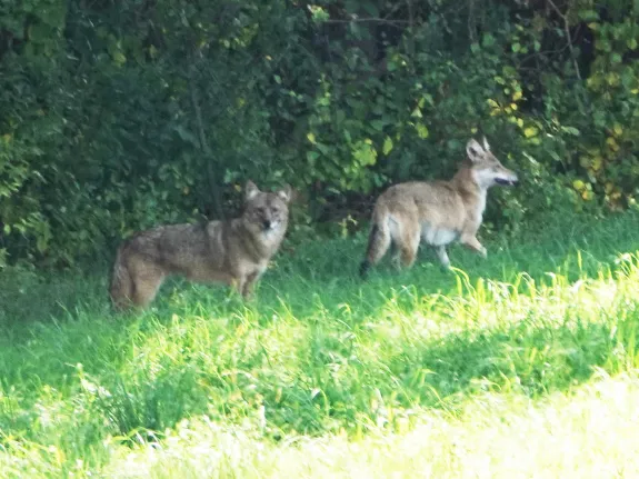 Coyotes at Mass Audubon's Drumlin Farm Wildlife Sanctuary in Lincoln, photographed by Ron McAdow.