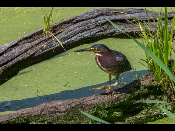 A green heron in Grafton, photographed by Nancy Wright.