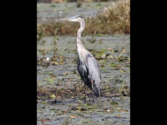 A great blue heron at Bartlett Pond in Northborough, photographed by Steve Forman. A great blue heron at Bartlett Pond in Northborough, photographed by Steve Forman.