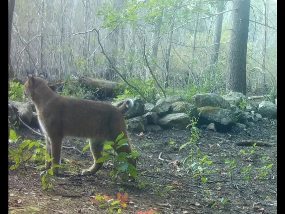 A bobcat in Framingham, photographed with an automatically triggered wildlife camera by Margaret McKane. A bobcat in Framingham, photographed with an automatically triggered wildlife camera by Margaret McKane.