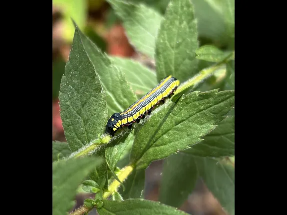 A brown-hooded owlet caterpillar on goldenrod in Southborough, photographed by Debbie Costine. A brown-hooded owlet caterpillar on goldenrod in Southborough, photographed by Debbie Costine.