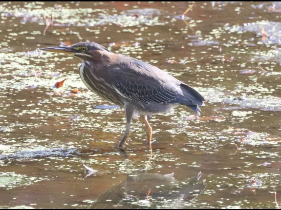 A green heron at Hager Pond in Marlborough, photographed by Steve Forman. A green heron at Hager Pond in Marlborough, photographed by Steve Forman.