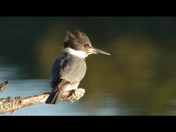 A belted kingfisher in Lincoln, photographed by Ron McAdow. A belted kingfisher in Lincoln, photographed by Ron McAdow.